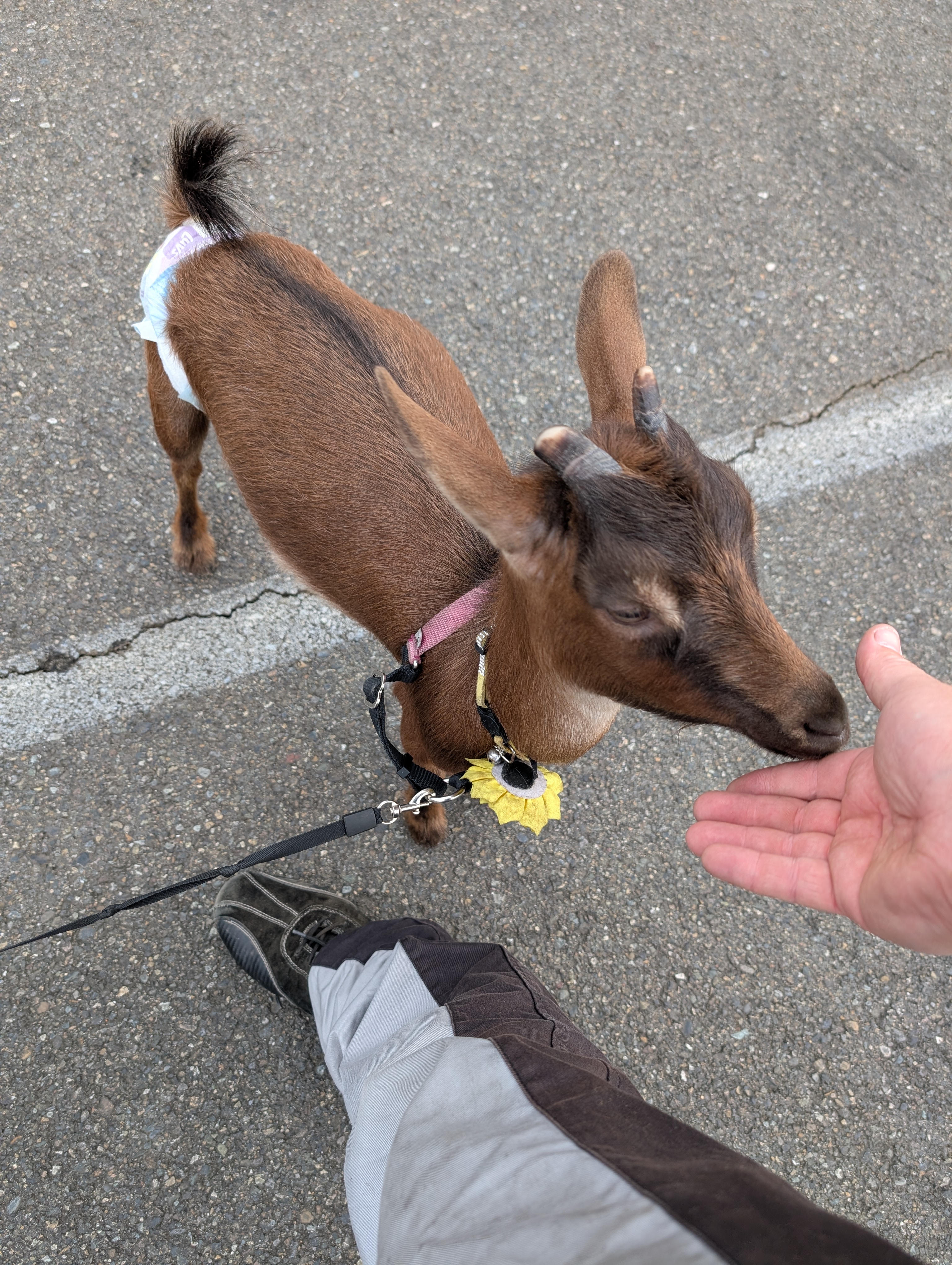 A small baby goat that was at the track, with Jesse's hand feeding it a snack.